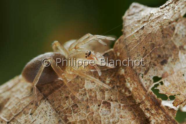 Clubionidae_3868.JPG - France, Araneae, Clubionidae, Araignée, Clubionide (Clubiona sp), Sac-spider